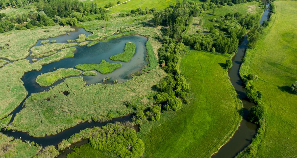 Roselières de Rohrmatten Roselières de Rohrmatten