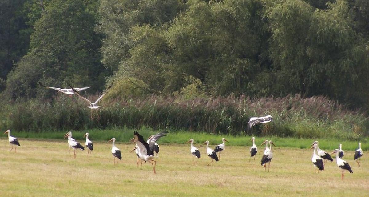 Cigognes blanches sur prairie Cigognes blanches sur prairie
