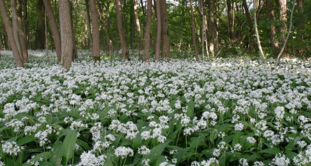 Une flore remarquable Une flore remarquable