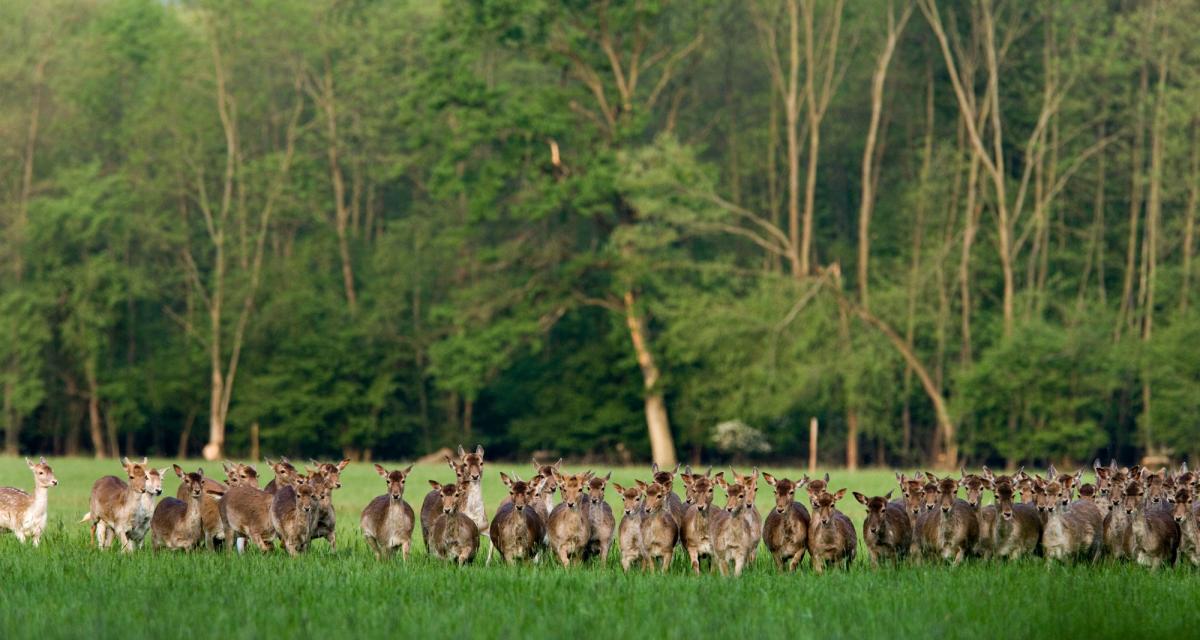 Harde de daims Harde de daims