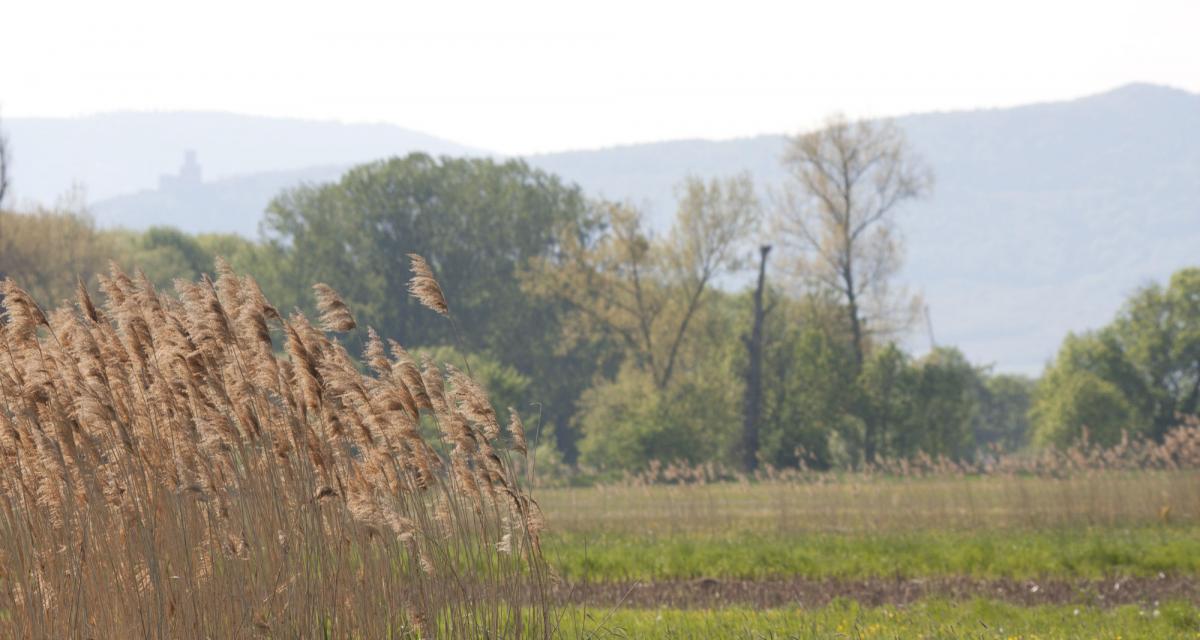 Roseaux du Ried Roseaux du Ried