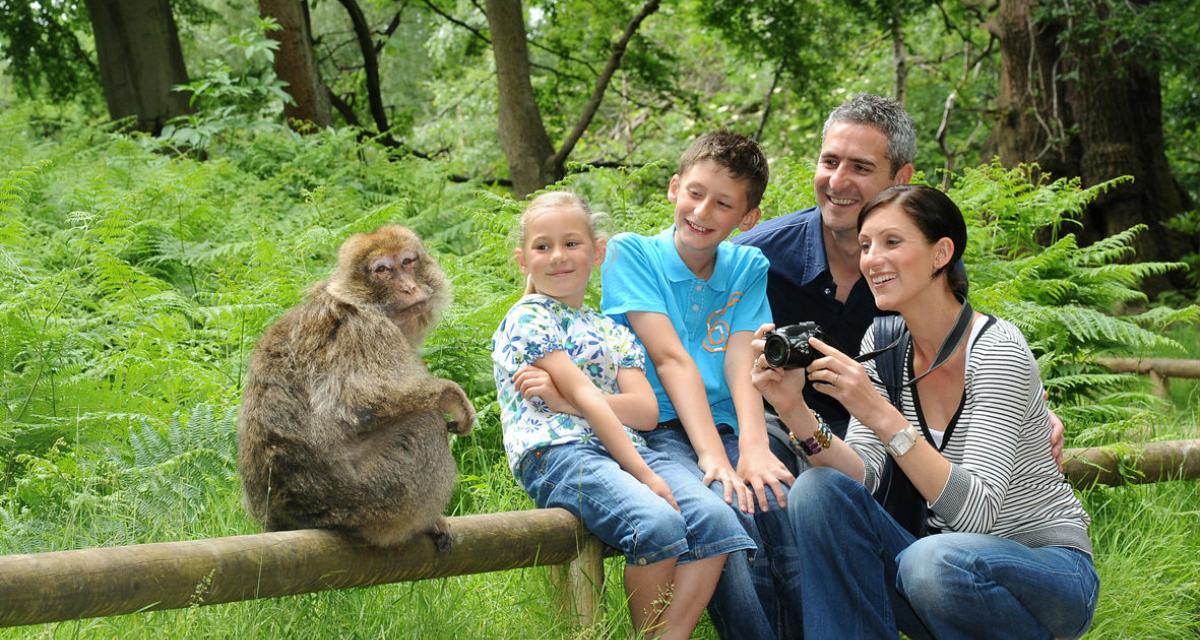 The Monkey Mountain In Alsace France Selestat Tourisme