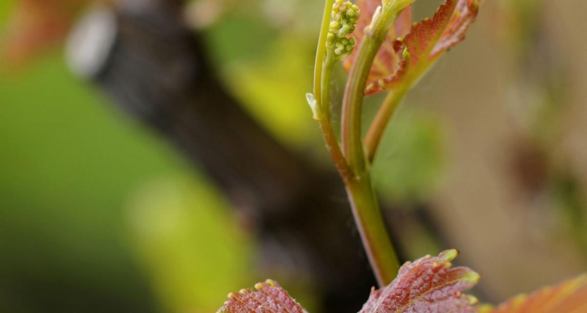 Bourgeon de vigne