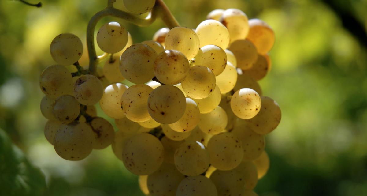 Raisin blanc