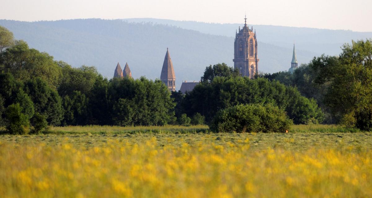 Vue de Sélestat depuis le Ried Vue de Sélestat depuis le Ried