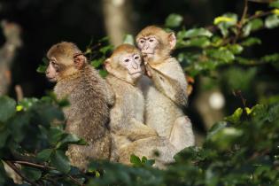 Macaques de Barbarie
