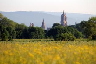 Vue de Sélestat depuis le Ried