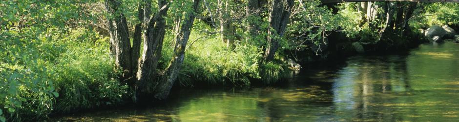 Le ried - OT de Sélestat