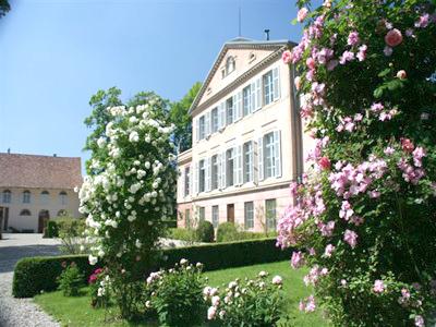 Rosen und Herrenhaus Park der Ruinen des Schlosses Kintzheim
