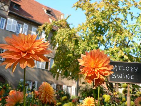 Hübsche orangefarbene Dahlien aus dem Dahliengarten in Sélestat