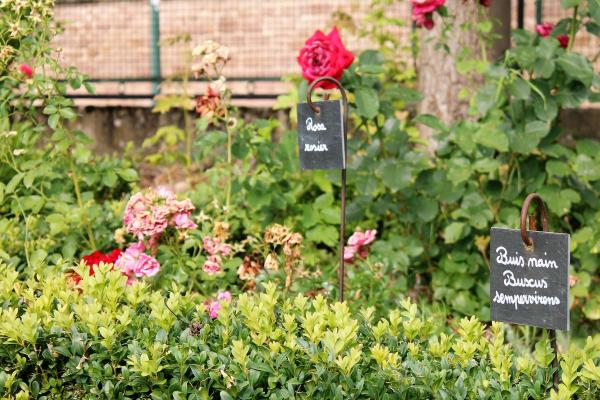 Rosen aus dem mittelalterlichen Garten Hortus Hypocras in Kintzheim 