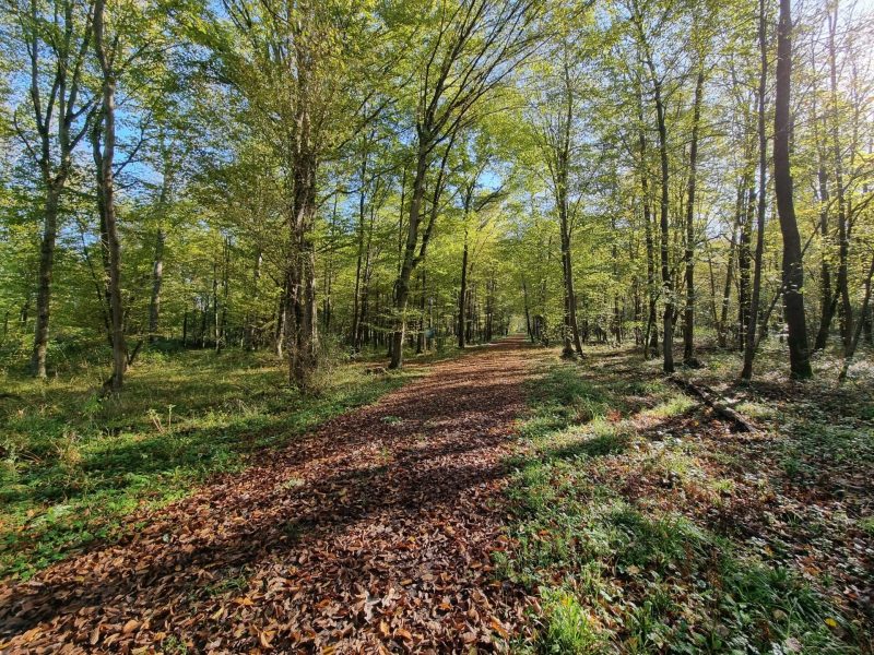 Chemin dans la réserve de l'Illwald parsemé de feuille en automne