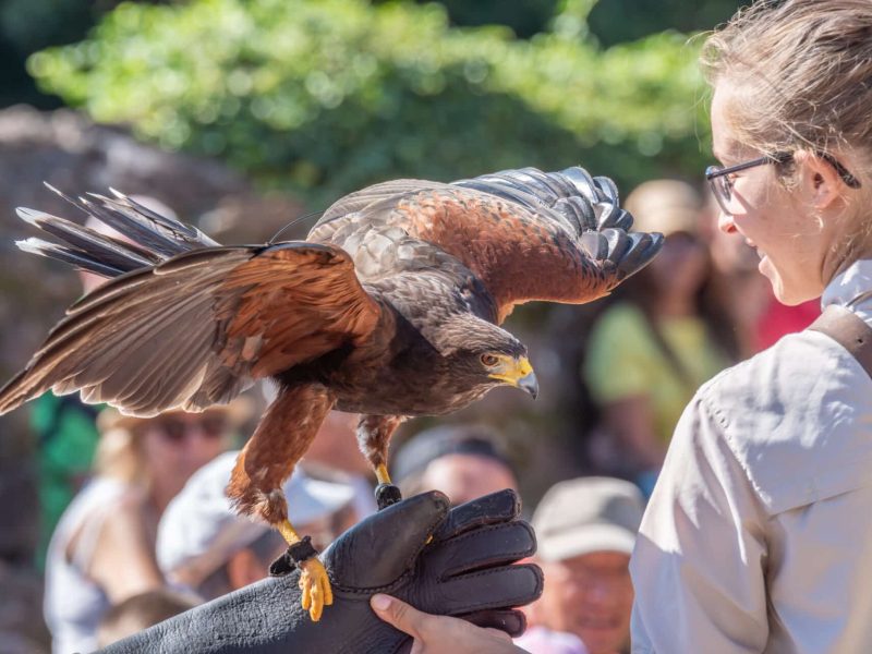 2024-ete-alsace-selestat-hk-tourisme-la-volerie-des-aigles-famille (1)