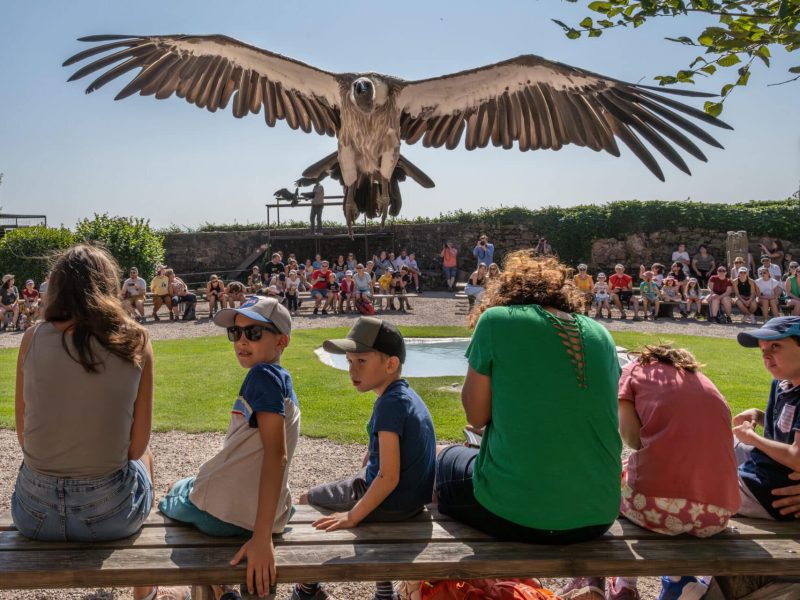 2024-ete-alsace-selestat-hk-tourisme-la-volerie-des-aigles-famille (86)