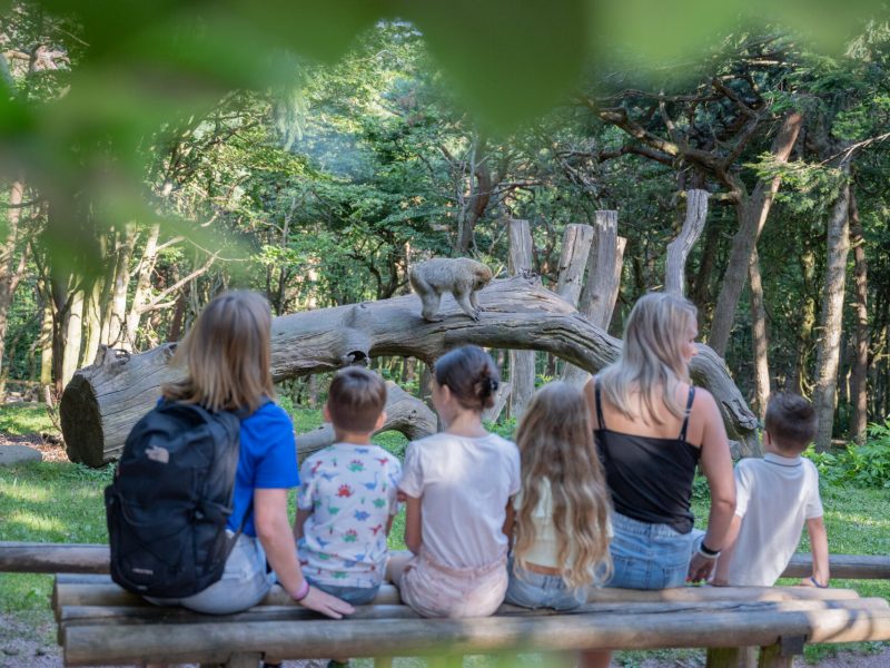 femmes et enfants qui observent un singe à la montagne des singes