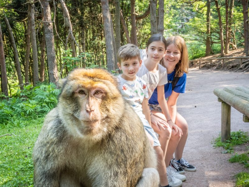 Observation des singes à la montagne des singes