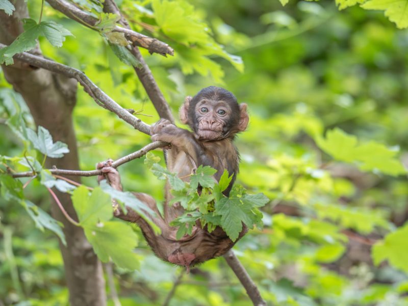 bébé magot dans les arbres à la montagne des singes
