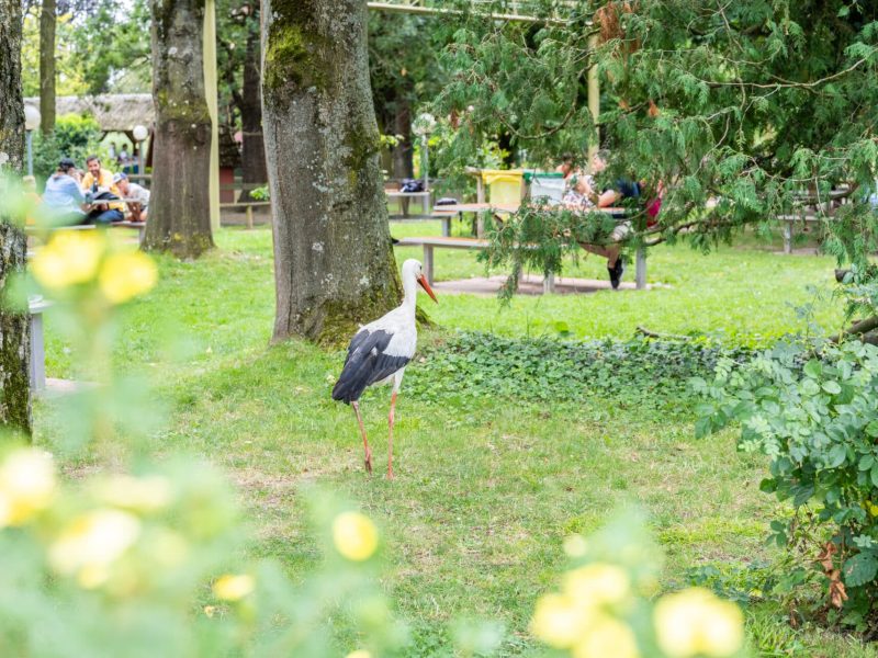 Cigoland, parc d'attraction familial Vincent SCHNEIDER