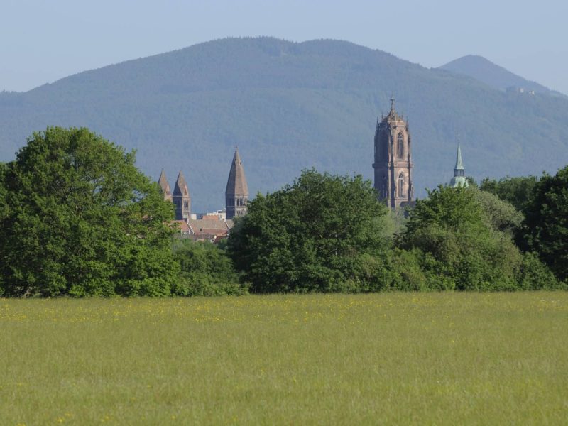 Illwald aux portes de Sélestat C. DUMOULIN