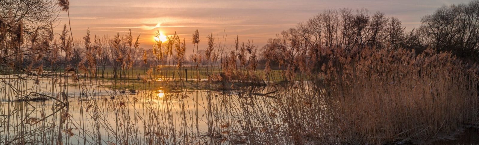 Vue sur les marécages Michel et Béatrice MAITRE