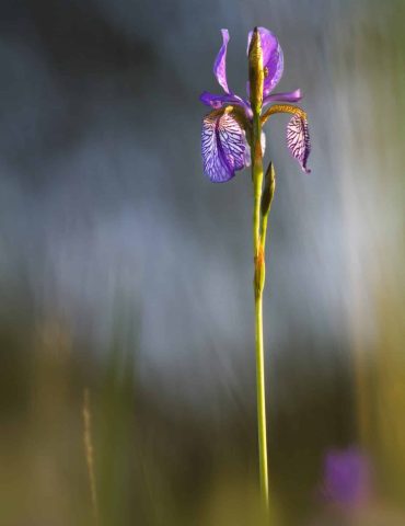 Découvrez les fleurs du Ried Benoît KOENIG