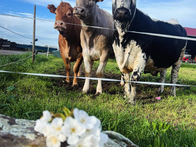 vaches à la ferme Trau à Ebersheim