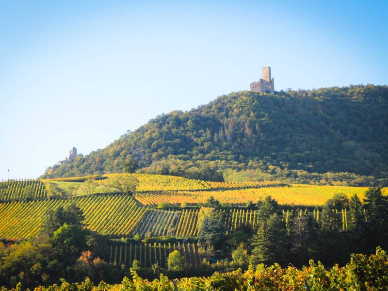 Châteaux du Ramstein et de l'Ortenbourg en automne avec vignes en premier plan