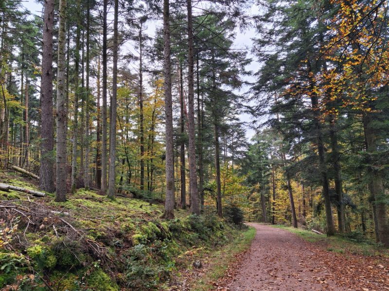 Chemin dans la forêt de l'arboretum de Kintzheim en automne
