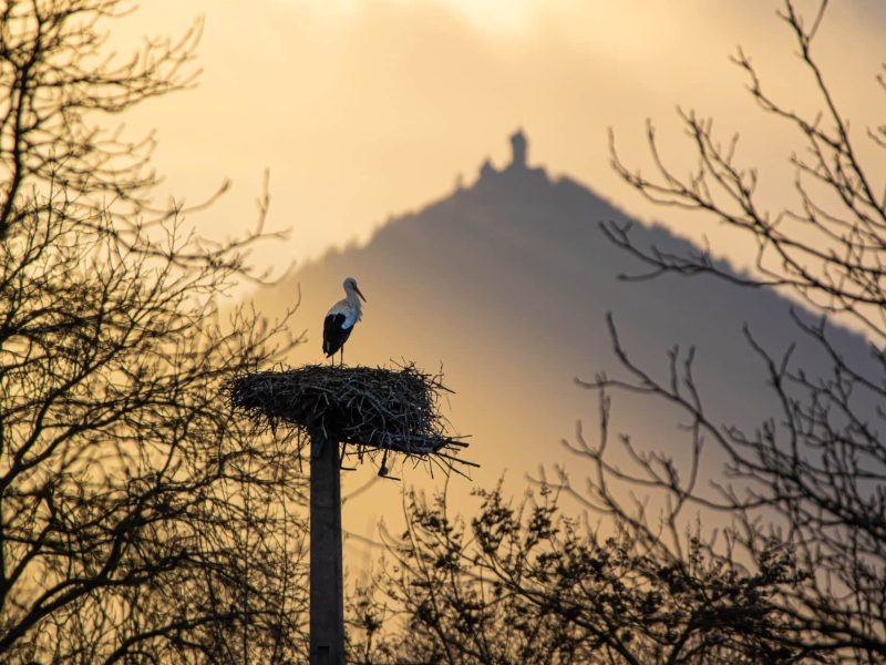Cigogne dans son nid avec le château du Haut-Koenigsbourg en arrière plan au couché du soleil