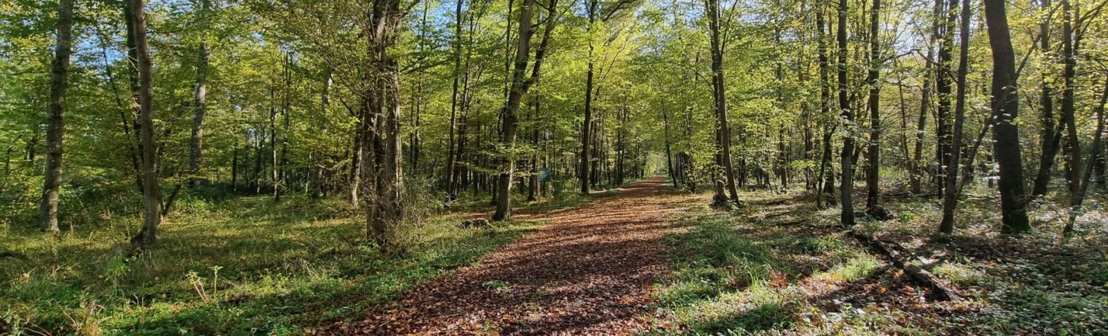 Illwald en automne N. PETIT - SHKT