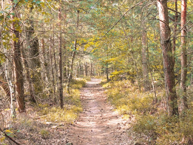 Chemin dans le massif forestier du Hahnenberg en automne