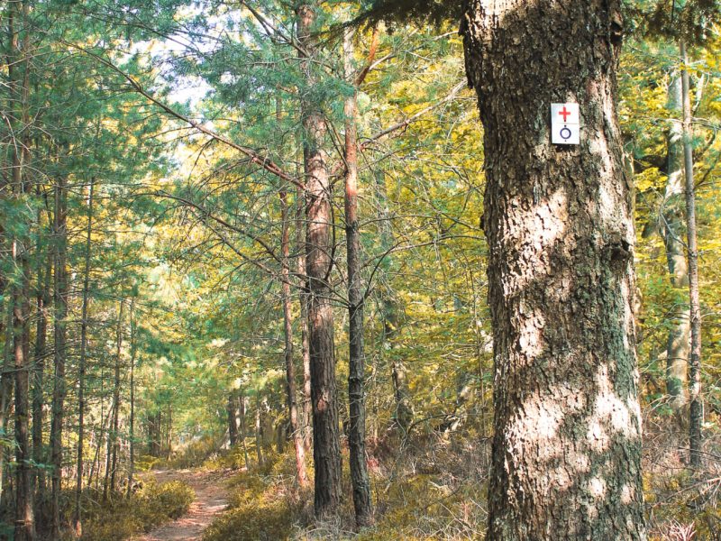 Chemin dans le massif forestier du Hahnenberg