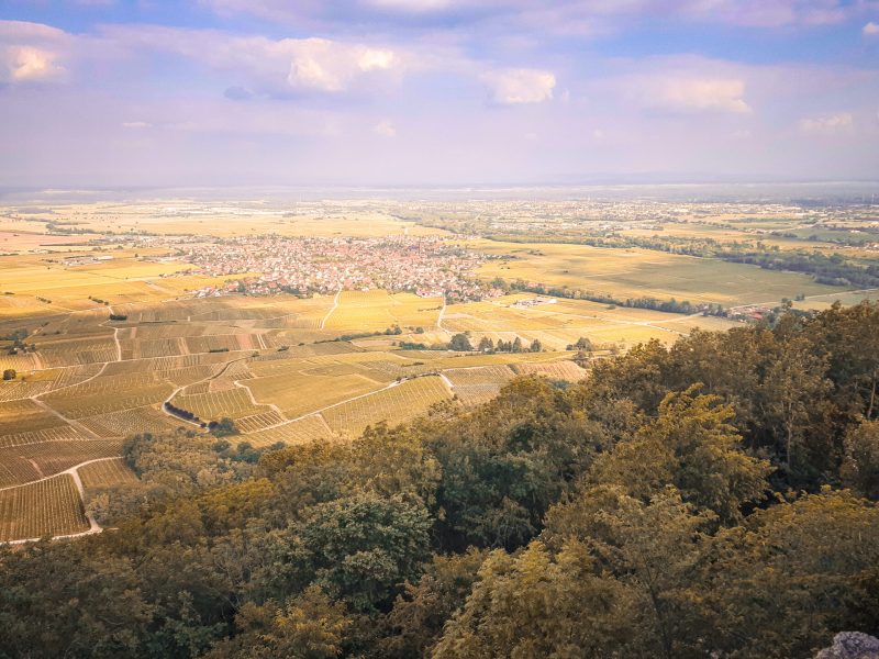 Vue sur le vignoble depuis le château de l'Ortnebourg
