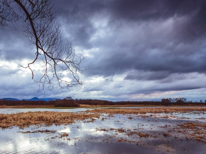 Prairies du Ried Benoit KOENIG